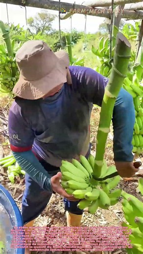 🍌 Le poids de la récolte : L'art paysan de la coupe du régime de bananes