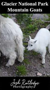 Mountain Goats in Glacier National Park #wildlife #mountaingoats #glaciernationalpark