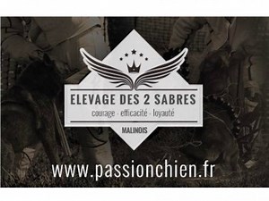 Des 2 Sabres - Élevage de Berger Belge Malinois à Saint-Aubin-d'Appenai