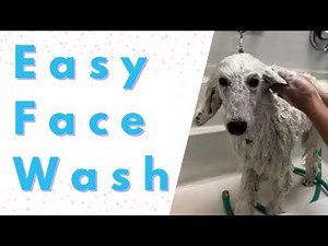 How to safely wash your dogs face...