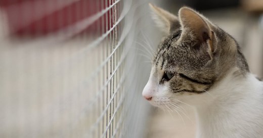 Animals shelters across Canada see a surge in pet surrenders