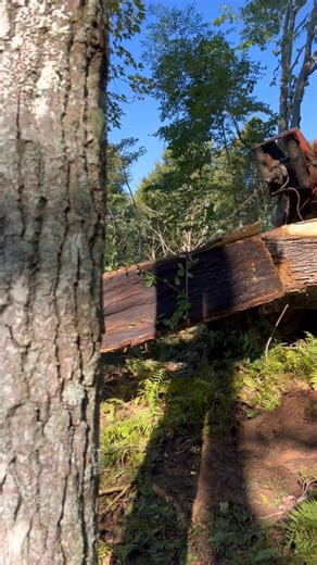 #Splice #timberjack240 #winchwork #loggerlife #loggertok | Sander Young