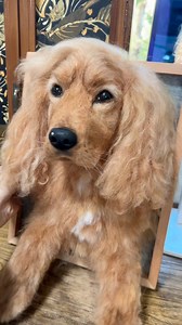 Roscoe is an 11-year-old cocker spaniel with warm brown eyes, a white mark on his chest, and a bark that’s always a little bigger than he is 🐾He’s a big softy, full of personality, and deeply loved. After his cancer diagnosis, and with surgery no longer possible due to arthritis, his family chose to have his portrait made while they can still share these days together. A portrait shaped by years of love. 🤍 | My Woolever Friend