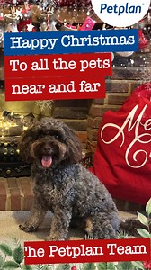 Thank you to a nation of pets who bring their owners so much joy! 🐴🐶🐱🐰 Happy Christmas the Petplan Team. 🎄🐾 | Petplan UK