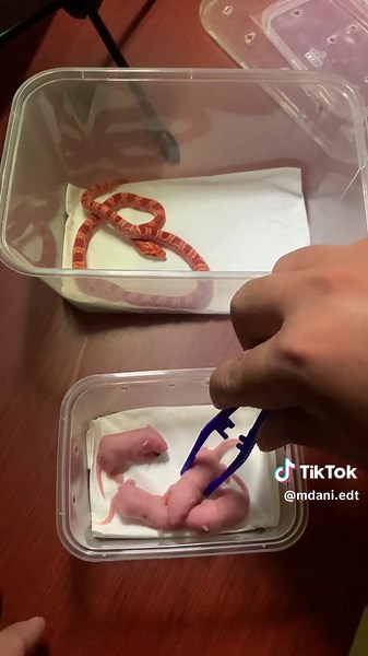 Corn Snake Care and Feeding Guide