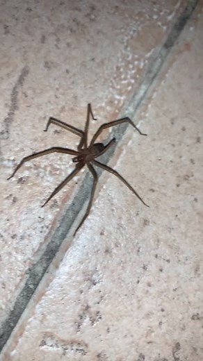 Ragno Violino: Allontanati dal mio Bagnino!