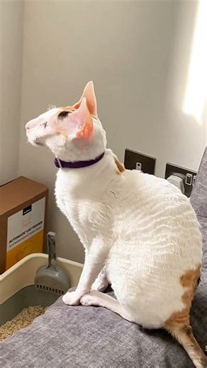 She Heard Something Outside and Now She's on High Alert #cornishrex #catsofyoutube #cat