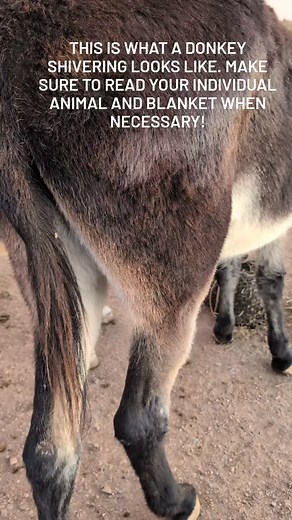 This donkey was shivering this morning at the rescue. 32° outside, just barely freezing, and she has a good coat, and good body condition. She's older, but not elderly, and has no health issues. It didn't get windy, it didn't get rainy, there's no reason for this except for the fact that she is a thin-skinned animal that simply gets cold easily! This happens with her every year. If I were to say that I would never blanket an animal if unless it was below a certain temperature or if it was windy 