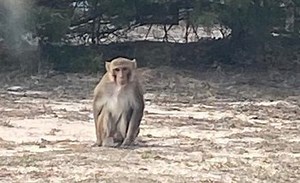 Violent monkey killed after ripping woman’s ear ‘like a piece of paper’ - National | Globalnews.ca