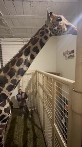 1.3M views · 109K reactions | ¡Llegamos a Africam! 漣✨ Benito está muy bien, listo para poder ser revisado con todas las comodidades posibles. Gracias a todos por su confianza y apoyo durante todo el camino. 懶 ¡Bienvenido Benito!  | Africam Safari | Facebook