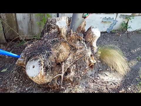 Killing The Pepper Tree Stump With Bleach!