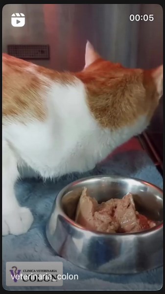 Ciclo de vida de un gato: etapas y cuidados