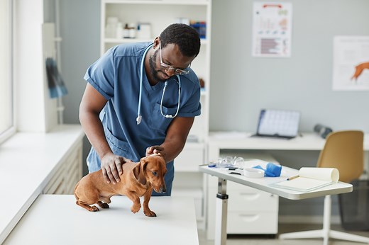 Intervertebral Disk Disease in Dogs (IVDD) in Dogs | PetMD
