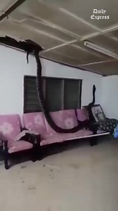 1.9K views · 11 reactions | A 50kg reticulated python was captured by the Malaysian Civil Defence Force (APM) in Kampung Baru Star in Kelantan yesterday. Credit: Taiping Bandar Warisan Perak | Daily Express Malaysia | Facebook