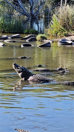 Have you ever heard a Gator Bellow? Colorado Gator Farm #alligators #gators #animals | Wild Charles