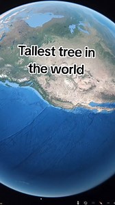 Tallest tree in the world #TallestTree #exploringworld #zoomin #forest | Geo Discoveries