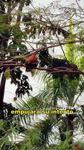 Mother Pheasant Teaches Chicks to Fly Up Tree
