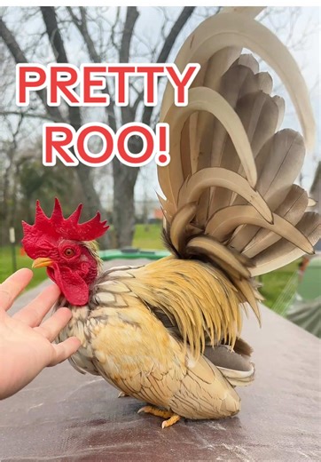 Handsome Bantam Rooster Showcase in Backyard