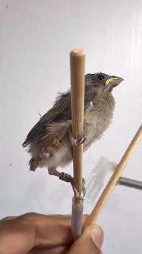 CAPRI RINGS: THE MARKING EVERY BREEDER NEEDS! 🐦