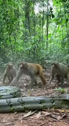 SNAKE vs MONKEYS 🐍🐒💥 Most Dangerous Jungle Fight Ever!