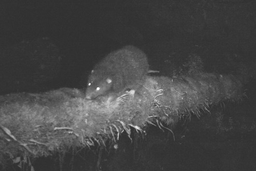 See the First Photos and Videos of the Rare Subalpine Woolly Rat, a Massive but Elusive Rodent in New Guinea’s Mountains