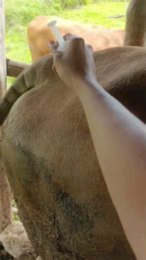 Pengalaman Injeksi Antibiotik Sapi Jumbo: Tantangan & Hasilnya! 😲