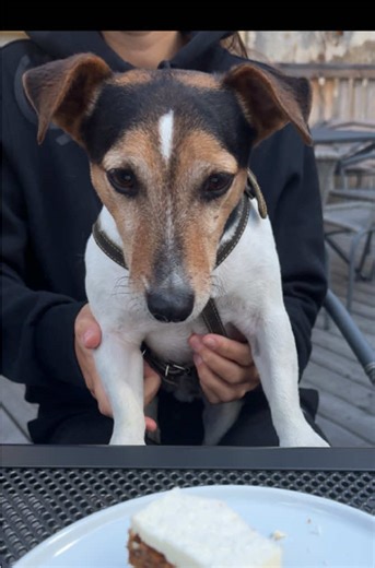Every day is fun 🤪 #jackrussell | jack russell