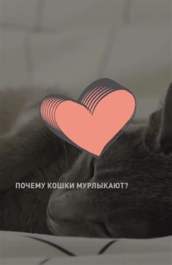 Mgla (@mgla016)’s videos with оригинальный звук - Mgla