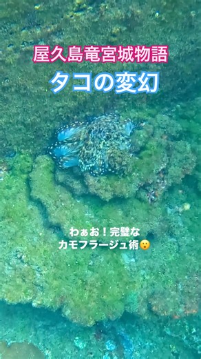 屋久島竜宮城物語 タコの変幻 #カモフラージュ #タコは賢い #海の生き物 #スキンダイビング #屋久島暮らし #楽園 #自然と仲良く