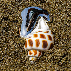 12K views · 54 reactions | Crafting Wisdom  Girl Crafter's Tips for Sea Shell Pendants  | La La Life | Facebook