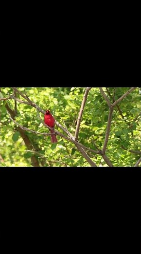 cardinal sound cardinal bird call northern cardinal sounds#shorts