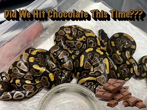 Chocolate Ball Pythons????