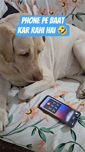 Call Pe Baat Kar Rahi Hai 🤣🤣🤣 | #cuteanimal #pets #dogcute #minivlog