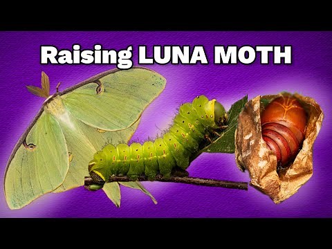 LUNA MOTH Care & Macro photography