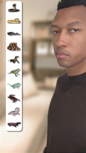 Reptiles in English 🦎 #LearnEnglish #English #fyp