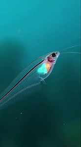 Crystal Glass Catfish