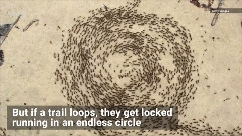 These Army Ants Are Trapped in a Death Circle! What Does That Mean Exactly?