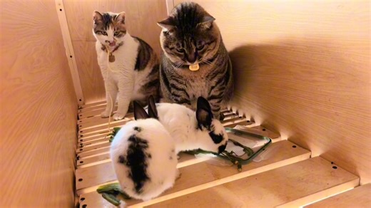 剑齿虎最终没能吃点兔斯基！