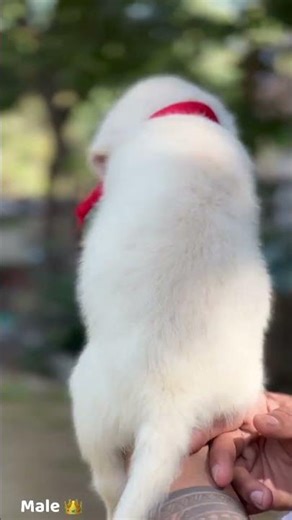 what species is this 🙀🙀🙀🙀🙀😱😱😱 #puppy