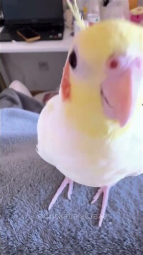 The delightful cockatiel is putting on a magical peekaboo show! 🦜🎶🔥 #cockatielscraze