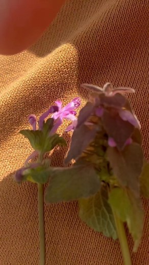 You would be surprised by what you can find in your own yard from edible to medicinal plants. Both of these dead nettles are edible. The henbit dead nettle does not have the hairy like look on the leaves . They are rounded edge leaves, and have exposed stems between the leaves. This plant is edible entirely from the leaves to the stems to the flowers. It has been used for fevers and ease of body aches also known where it may have energy boosting effects and may help reduce anxiety. It is also a 