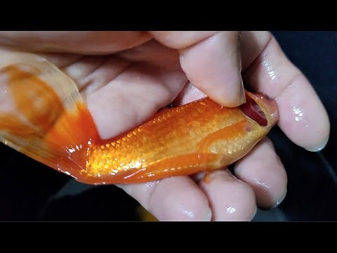 Poisoned goldfish rescue, dealing with toxic chemicals in pond or aquarium water.