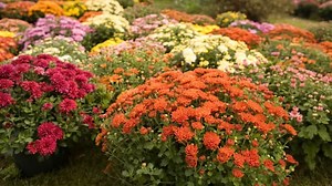 How To Deadhead Mums For Beautiful Blooms Year After Year, According To An Expert