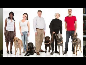 Guide Dog School and Training Experience Tag for GDD