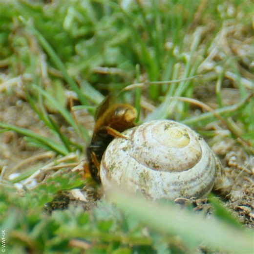 Did you know that red-tailed mason bees nest in pre-existing cavities? This can even include empty snail shells! 🐌 Once the eggs are laid inside, they camouflage the shell with grass and twigs. See it for yourself in this bee-witching video. 👇👀 | WWF Scotland