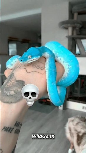 The Most Colorful Snakes in the World 🐍🌈