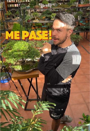 Creando un bosque de guayacanes en bonsái desde cero