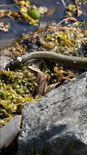 Grass Snake Swimming in Water 🐍 | Calm but Wild Nature Moment