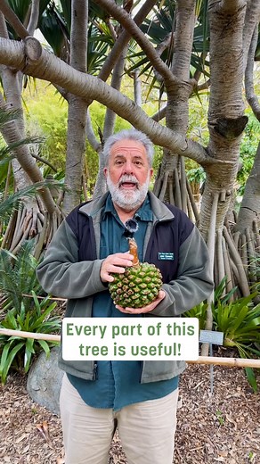 5.9K views · 112 reactions | Pandanus utilis is an extremely versatile plant, commonly known as the Screw Pine. Despite its name, it is a monocot and not a pine. Native to Madagascar, it is used in many different ways. #Pandanusutilis #screwpine #sandiegobotanicgarden #encinitas #sandiego #SDBG #encinitasca #botanicalgardens | San Diego Botanic Garden | Facebook