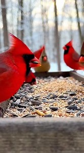 14K views · 739 reactions | My house is a feeding paradise for cardinal birds today ❤️ #CardinalLove #CardinalVibes #CardinalBeauty #CardinalMoment #CardinalSpirit #cardinalloverfanspage #CardinalBird #RedCardinal | Cardinal Lover Fans Page | Facebook